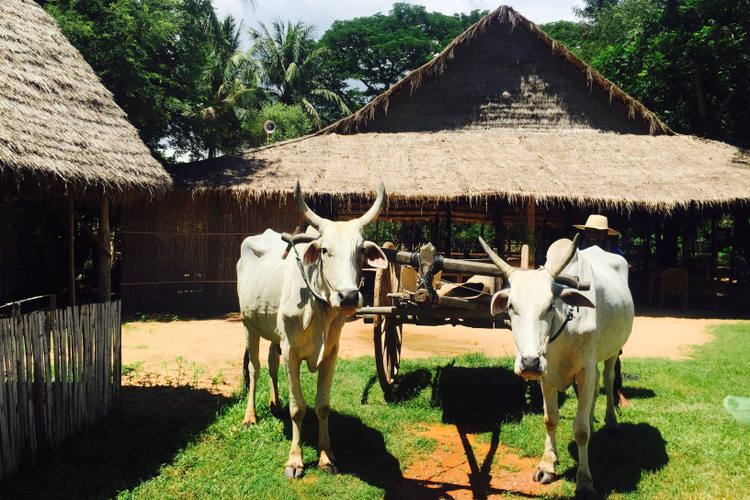 Campagna di Siem Reap