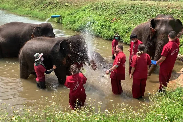 Elephant Rescue Park