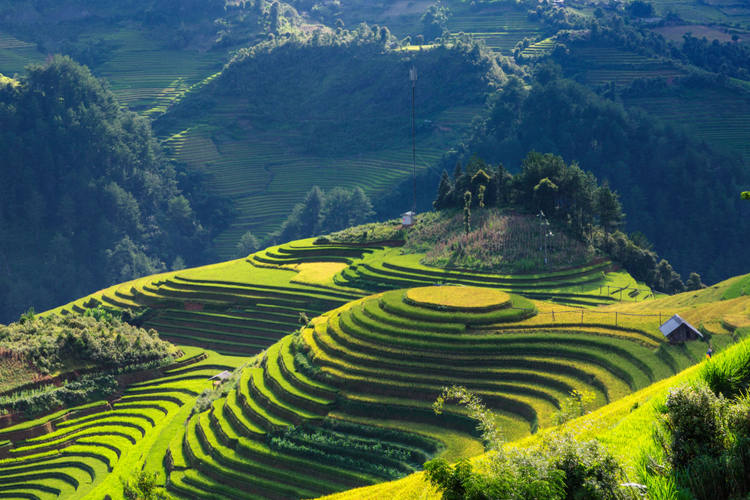 Risaie a terrazze Sapa
