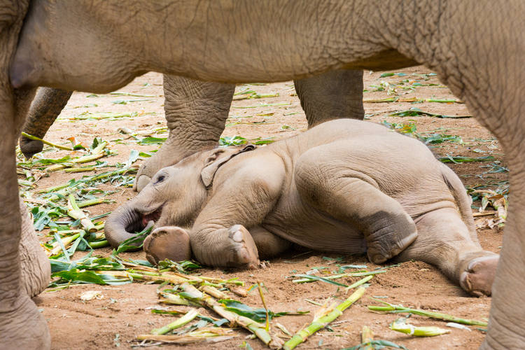 santuario degli elefanti