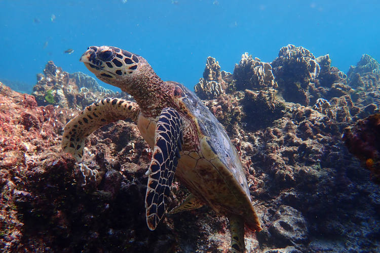 Tartarughe di Similan