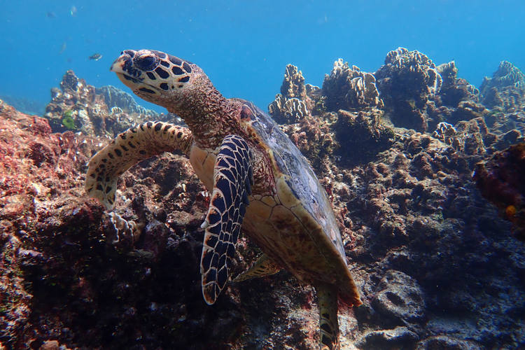Tartarighe marine sulle Isole Similan